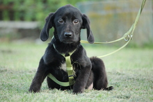 SILAS, Hund, Mischlingshund in Hagen - Bild 3
