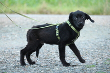 SILAS, Hund, Mischlingshund in Hagen - Bild 4