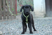 SILAS, Hund, Mischlingshund in Hagen - Bild 5