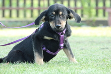 COOKIE, Hund, Mischlingshund in Hagen - Bild 1