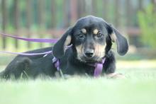 COOKIE, Hund, Mischlingshund in Hagen - Bild 2