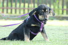 COOKIE, Hund, Mischlingshund in Hagen - Bild 3