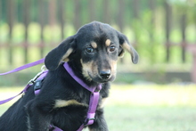 COOKIE, Hund, Mischlingshund in Hagen - Bild 4