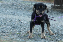 COOKIE, Hund, Mischlingshund in Hagen - Bild 5