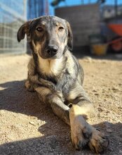 MILI, Hund, Herdenschutzhund-Mix in Kroatien - Bild 1