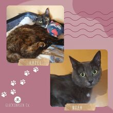 HAZEL, Katze, Europäisch Kurzhaar in Bulgarien - Bild 1