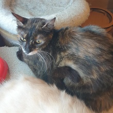 HAZEL, Katze, Europäisch Kurzhaar in Bulgarien - Bild 10