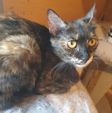 HAZEL, Katze, Europäisch Kurzhaar in Bulgarien - Bild 2