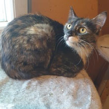 HAZEL, Katze, Europäisch Kurzhaar in Bulgarien - Bild 3