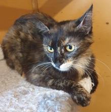 HAZEL, Katze, Europäisch Kurzhaar in Bulgarien - Bild 4