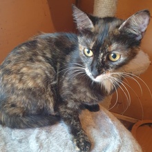 HAZEL, Katze, Europäisch Kurzhaar in Bulgarien - Bild 5