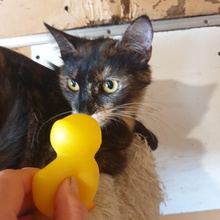 HAZEL, Katze, Europäisch Kurzhaar in Bulgarien - Bild 8