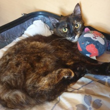 HAZEL, Katze, Europäisch Kurzhaar in Bulgarien - Bild 9