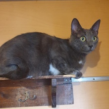 NOAH, Katze, Europäisch Kurzhaar in Bulgarien - Bild 10