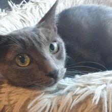 NOAH, Katze, Europäisch Kurzhaar in Bulgarien - Bild 2