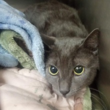 NOAH, Katze, Europäisch Kurzhaar in Bulgarien - Bild 3