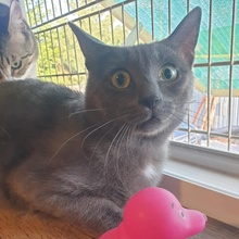 NOAH, Katze, Europäisch Kurzhaar in Bulgarien - Bild 4