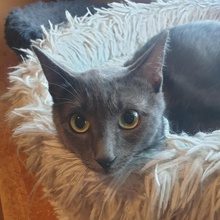 NOAH, Katze, Europäisch Kurzhaar in Bulgarien - Bild 5