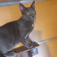 NOAH, Katze, Europäisch Kurzhaar in Bulgarien - Bild 6