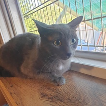 NOAH, Katze, Europäisch Kurzhaar in Bulgarien - Bild 7