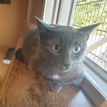 NOAH, Katze, Europäisch Kurzhaar in Bulgarien - Bild 8