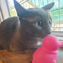 NOAH, Katze, Europäisch Kurzhaar in Bulgarien - Bild 9