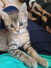 LEZO, Katze, Hauskatze in Griechenland - Bild 1