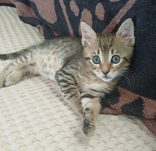 LEZO, Katze, Hauskatze in Griechenland - Bild 10