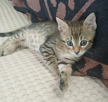 LEZO, Katze, Hauskatze in Griechenland - Bild 11