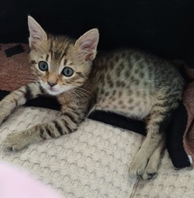 LEZO, Katze, Hauskatze in Griechenland - Bild 12