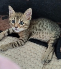 LEZO, Katze, Hauskatze in Griechenland - Bild 13