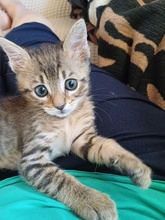 LEZO, Katze, Hauskatze in Griechenland - Bild 2