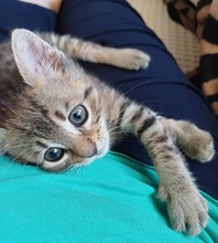 LEZO, Katze, Hauskatze in Griechenland - Bild 4
