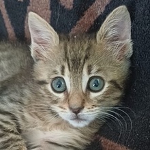LEZO, Katze, Hauskatze in Griechenland - Bild 5