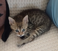 LEZO, Katze, Hauskatze in Griechenland - Bild 6