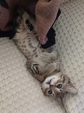 LEZO, Katze, Hauskatze in Griechenland - Bild 7
