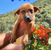 ERWIN, Hund, Mischlingshund in Spanien - Bild 1
