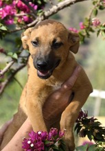 ERWIN, Hund, Mischlingshund in Spanien - Bild 2