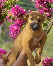 ERWIN, Hund, Mischlingshund in Spanien - Bild 4