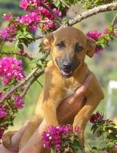 ERWIN, Hund, Mischlingshund in Spanien - Bild 5