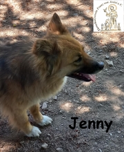 JENNY, Hund, Mischlingshund in Bosnien und Herzegowina - Bild 1
