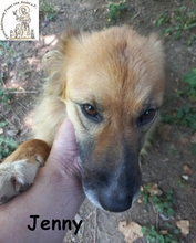 JENNY, Hund, Mischlingshund in Bosnien und Herzegowina - Bild 2