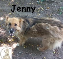 JENNY, Hund, Mischlingshund in Bosnien und Herzegowina - Bild 3