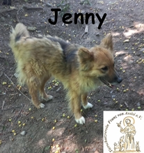 JENNY, Hund, Mischlingshund in Bosnien und Herzegowina - Bild 4