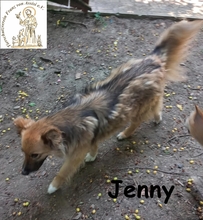 JENNY, Hund, Mischlingshund in Bosnien und Herzegowina - Bild 5