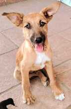 IDEFIX, Hund, Mischlingshund in Spanien - Bild 1