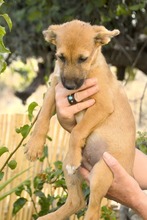 IDEFIX, Hund, Mischlingshund in Spanien - Bild 2