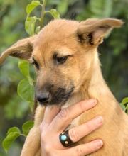 IDEFIX, Hund, Mischlingshund in Spanien - Bild 3
