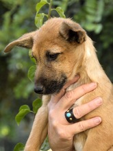 IDEFIX, Hund, Mischlingshund in Spanien - Bild 4
