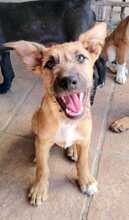 IDEFIX, Hund, Mischlingshund in Spanien - Bild 5
